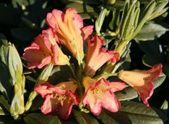 R.dichroanthum var. scyphocalyx